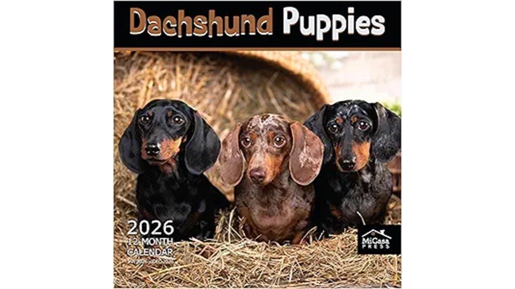 dachshund puppies wall calendar